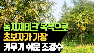 농지재테크 목적으로 초보자가 가장 키우기 쉬운 조경수 | 나무대장🌳 나무농사의 모든것