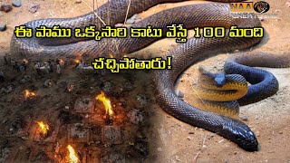 ప్రపంచంలోనే అత్యంత ప్రమాదకరమైన పాము! ||The most dengerous snake in the world||@naacreations6823