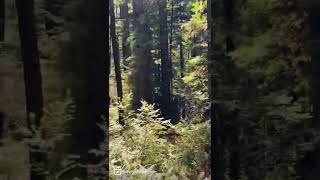 Tossing some frisbees in the Redwoods! 🥏🌲