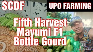 Fifth Harvest Mayumi F1 Bottle Gourd || Upo Farming