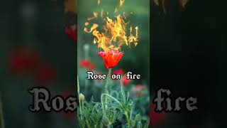 Unbelivable simple photo hack ROSE on FIRE! 🌹🔥