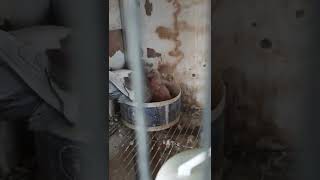 Lolohin piyik merpati pos - Pigeon feed the baby #pigeon #racingpigeon #pigeons