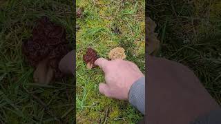 Morilles et Gyromitres, les Grandes Différences - Morels and Turban Fungus, the Big Differences