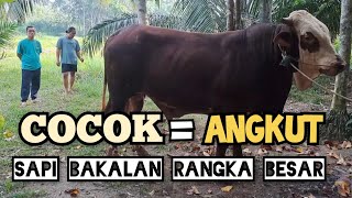 PANTAU SAPI BAKALAN JUMBO RANGKA BESAR MILIK "MAS AGUS"‼️#sapi #subscribe #viral #trending