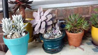 My succulent and cacti collection