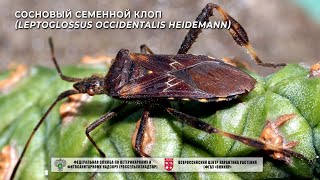 Сосновый семенной клоп (Leptoglossus occidentalis Heidemann)