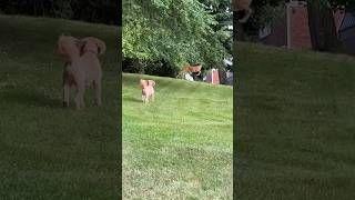 Deer Vs Doodle #shorts #goldendoodle #animal #natureismetal #deer #pittsburgh #backyard