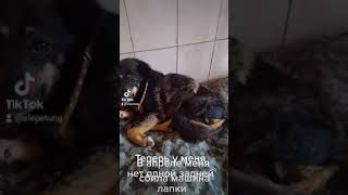 помогите спасти сбитую собаку