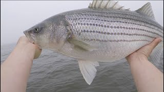 Episode 48 : "Late Spring Bunker Thing" Stripers On Live Bait