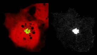 UVB Triggers Secretion of VSVG‐YFP‐2xUVR8 in a COS7 Cell