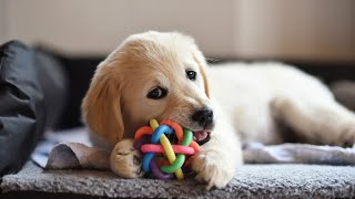 Reading with Your Canine Companion - Is Your Golden Retriever Ready to Join a Book Club?