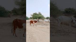 Cows in the Thar Desert #ytshorts #tharwildlife #desertanimal #explore #adventure #pet #viralshorts