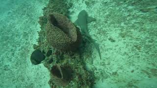 8ft Nurse Shark All of a Sudden