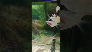 cute fish group