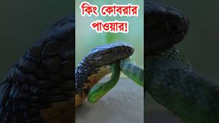 কিং কোবরা সাপের শক্তি দেখলে মাথা নষ্ট হয়ে যাবে আপনার | Very Popwerful King Cobra Snake #snake #সাপ