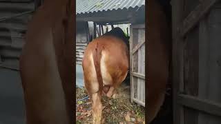 Sapi jumbo #hewanlucu #sapimoster#cowvideos