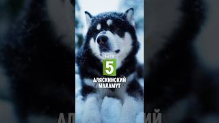 5 фактов о породе – Аляскинский маламут #shorts #аляскинскиймаламут #собаки