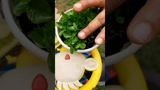 lemon seedling growth #short#youtube short#gardening with nazish nayyar