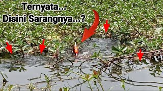 PANIK.!! di kira batang kayu ternyata ikan yang nyangkut, mancing liaran @DJRAMBA Channel PETUALANG