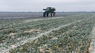 10.01.2024р. Вносимо КАС-32 на ріпак та пшеницю.