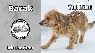 Barak - Köpek Irkı Tanıtımı