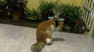 Nurrokhim chanel sedang live! Asmr kucing