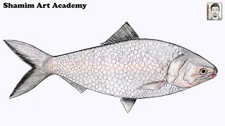 How to draw Hilsha Fish step by step very easy drawing