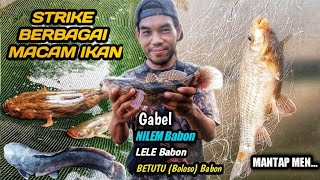 Strike Bertubi Tubi Berbagai Macam Ikan Terselamatkan @gondrongbrewok