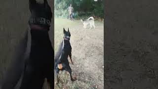 Husky barks at Doberman Pincher  #doglover