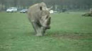 Rhino Woburn Abbey