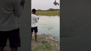 Colourful snakehead fish catching in frog lure