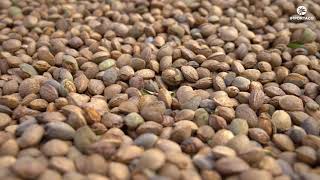 Almonds harvesting process | Itac Professional