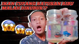 VIRAL!! EKSPERIMEN MENGUBUR IKAN CUPANG HIAS HARGA RATUSAN RIBU 😱😱