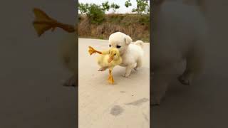 puppy dog taking care of ducks