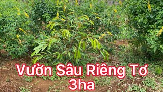 V109 3Ha Sâu Riêng Tơ Cực Đẹp, Cách đường nhựa 3km, Ôtô vào tận nơi Xã Nghĩa Thắng