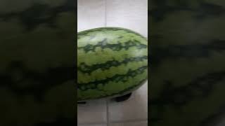 Largest Watermelon I've grown