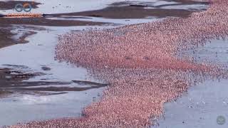 LAKE BOGORIA WITH FLAMINGOS