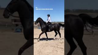 Black horse Best Animals compilation 2021| #shorts | Top Viral Animal Videos