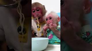 Bibi and lala enjoy noodles #monkeybibi #shorts