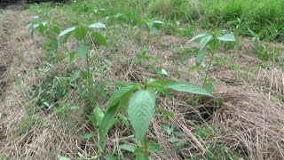 【自然農】2024年7月13日 空心菜・モロヘイヤ収穫始まる・第二弾茄子定植【natural farming】