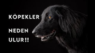 KÖPEKLER CİNLERİ VE DİĞER VARLIKLARI GÖRÜYOR #Paranormal #köpekler #köpek #cinler