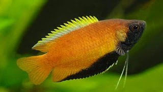 Species Profile # 21: The Honey Gourami (Trichogaster chuna)