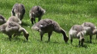 Toronto HD - Canada Geese