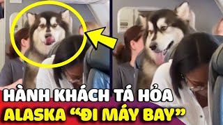 Chú chó Alaska lần đầu 'XUẤT HIỆN TRÊN MÁY BAY' khiến hành khách được phen HÚ HỒN 😅 | Gâu Đần