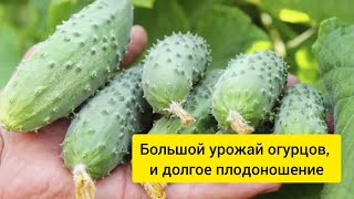 «Не глупи, а клади 3 ст. ложки в воду, да поливай огурцы» ‒ наставлял меня дед