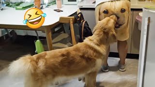 Funniest Animal Videos 2024 🤣 - Cute Dog and Cat Moments 😇