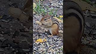 Chippy storing some nuts #nature #chipmunks