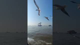 Sea time..❤️ #elephanta #beach #birdslove #boating