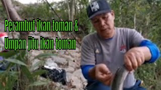 Perambut ikan toman & umpan jitu ikan toman - tasik cyberjaya selangor malaysia