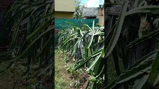 #dragon fruit#trending #dragon fruit how to grow in terrace